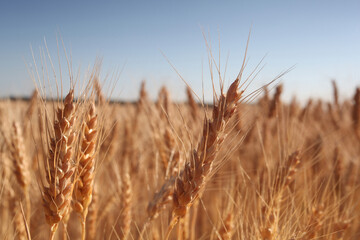 Field of wheat against the blue sky