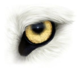 White wolf eye © Refluo