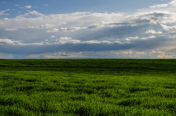 Cumulus in the sky after or before a thunderstorm over a field of young green wheat