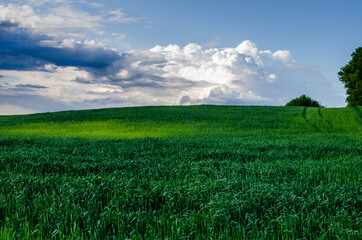 Huge white clouds over a field with winter wheat. Young green agricultural field