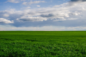 Green field with Beautiful juicy young spring summer green grass. Wheat field