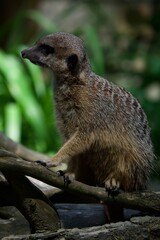 meerkat on guard