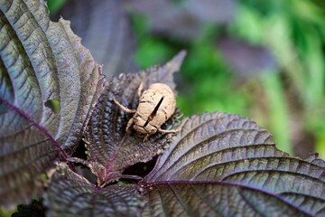 背中が割れたニイニイゼミの脱け殻