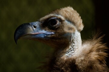 close up of an ostrich
