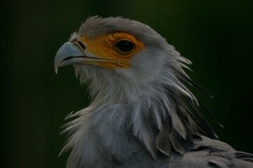 bird of prey, bird secretary  portrait