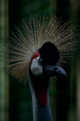 grey crowned crane