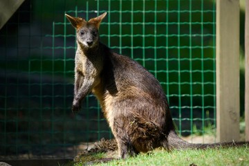 kangaroo in the zoo