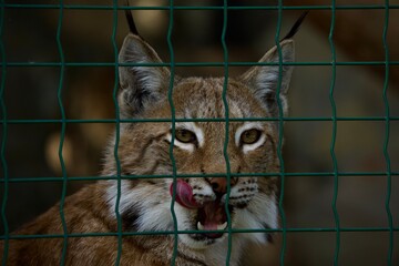 lynx in the cage