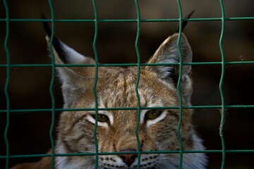 A portrait of a lynx's head sits in a cage
