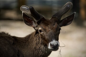 Young deer in the woods eat grass