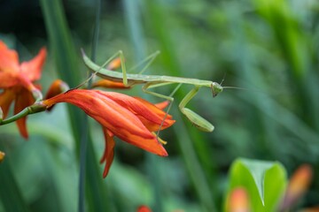 花の上でカメラ目線のカマキリ
