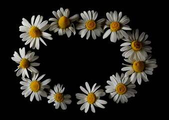 Chamomile flowers frame and border isolated on black background, top view