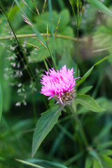 flower of a thistle flower