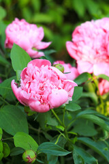 pink peonies flowers close-up and green leaves
