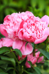 pink peonies  for background
