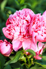 Obraz premium pink peony close-up on a green background 