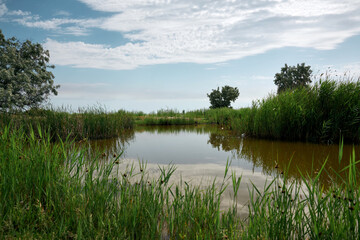 view of the pond with green reeds, summer day