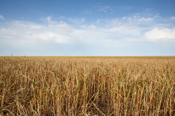 view of a field with growing wheat, blue sky
