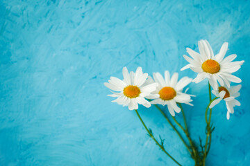 daisies on wooden blue background close-up, greeting card with copy space