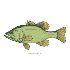 Largemouth bass hand drawn vintage color vector illustration