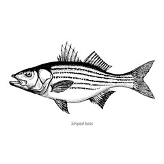Striped bass hand drawn outline vintage vector illustration. Isolated on white background.