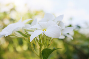 Fototapeta na wymiar White plumeria flowers in the garden