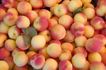 many ripe organic apricots as background