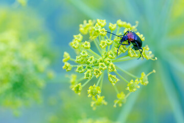 Red-necked heliotaur on yellow flowers. Heliotaurus ruficollis.