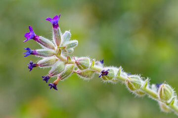 Anchusa officinalis. Branch of alkanet plant with flowers.
