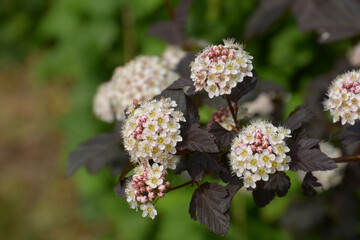 ninebark red baron close-up in early june