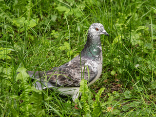 gołąb © Henryk Olszewski