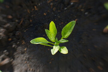 Growing spinach. Top view.
Wet spinach growing out of the ground close-up.