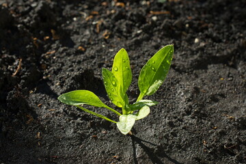 Growing spinach. Top view.
Wet spinach growing out of the ground close-up.