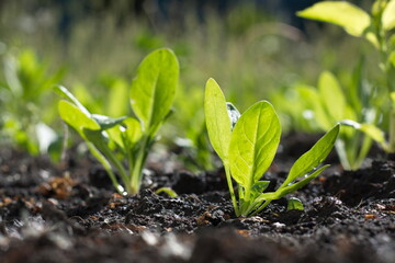 Growing spinach.
Spinach growing in open ground close-up.