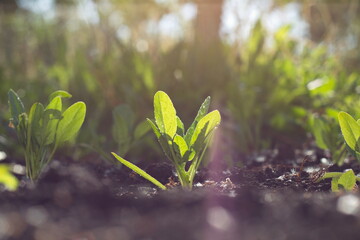 Growing spinach.
Spinach growing in open ground close-up.
