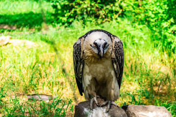 Fototapeta premium Rare large bird, the Bearded vulture listed in the red book of Russia. An individual from the order Falconiformes and the hawk family. A sedentary bird, it nests in pairs in caves and rock crevices.