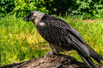 Rare large bird, the Bearded vulture listed in the red book of Russia. An individual from the order Falconiformes and the hawk family. A sedentary bird, it nests in pairs in caves and rock crevices.