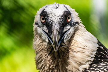 Rare large bird, the Bearded vulture listed in the red book of Russia. An individual from the order Falconiformes and the hawk family. A sedentary bird, it nests in pairs in caves and rock crevices.