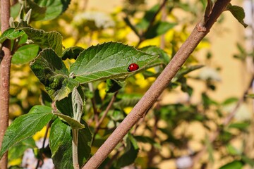 Red Ladybug on Green Leaf next to Brown Branch during Springtime in Czech Republic.