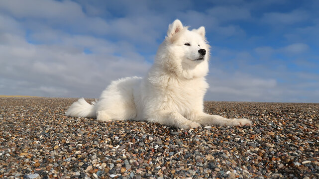 samoyed dog lying on the beach