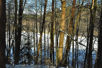 Polska - Mazury. Las zimą. © Rafa