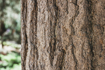 forest tree. natural wood background.