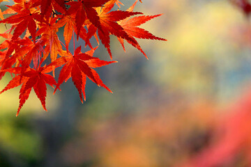 Naklejka na ściany i meble Close up photo of a maple leaf that turned red in autumn season