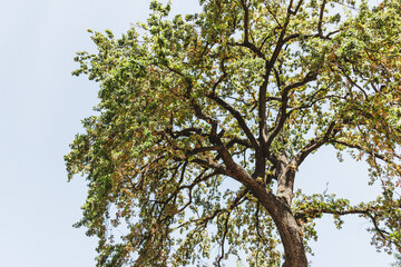 vertical photo of a tree in a sunny summer day.
