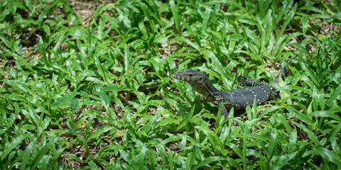 The water monitor.