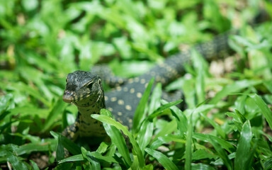 The water monitor.