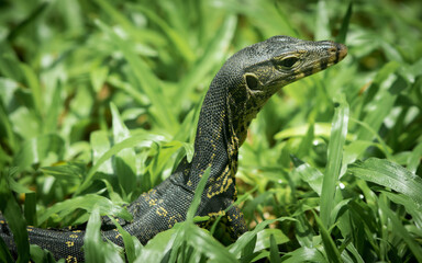 The water monitor.