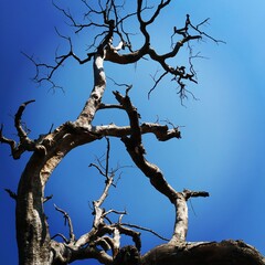 dead tree against blue sky
