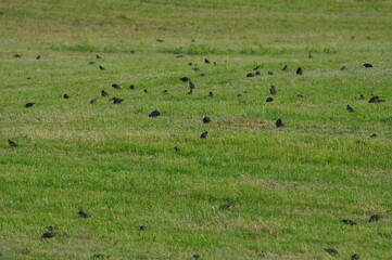 Kawki na polu © Rafa