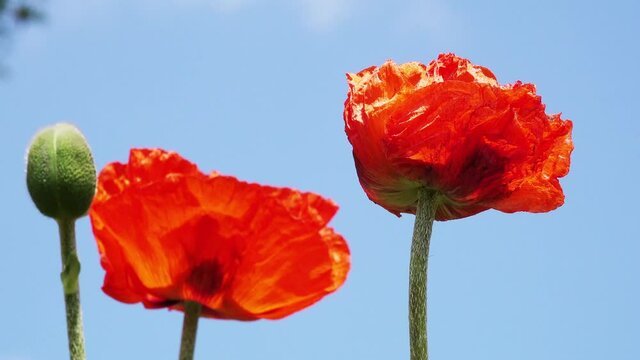 summer flowers trd poppy  in front of blue sky